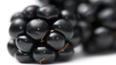 Will the BlackBerry bounce back?