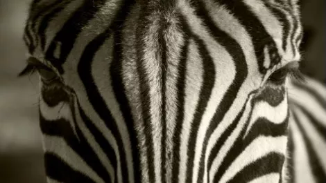 Zebra takes on enterprise tablet market - with a twist