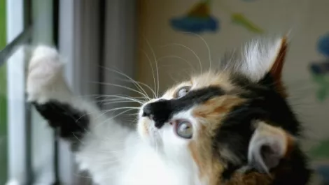 Kiwi lack of curiosity impacting tech innovation