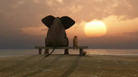 Elephant and dog