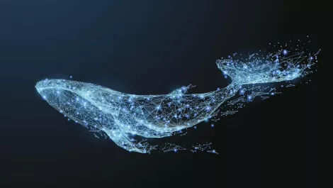 Going for the big phish – are your execs safe from whaling attacks?
